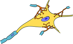 nerve