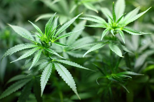 cannabis sativa