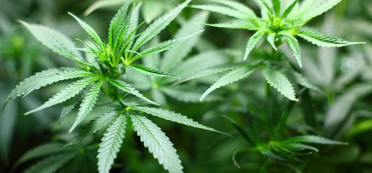 cannabis sativa
