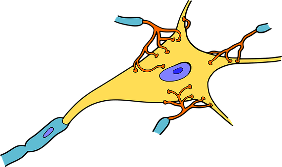 nerve